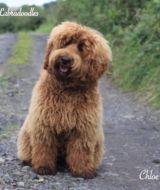 Australian Labradoodle Logo - Tora's Australian Labradoodles | Labradoodle Breeders