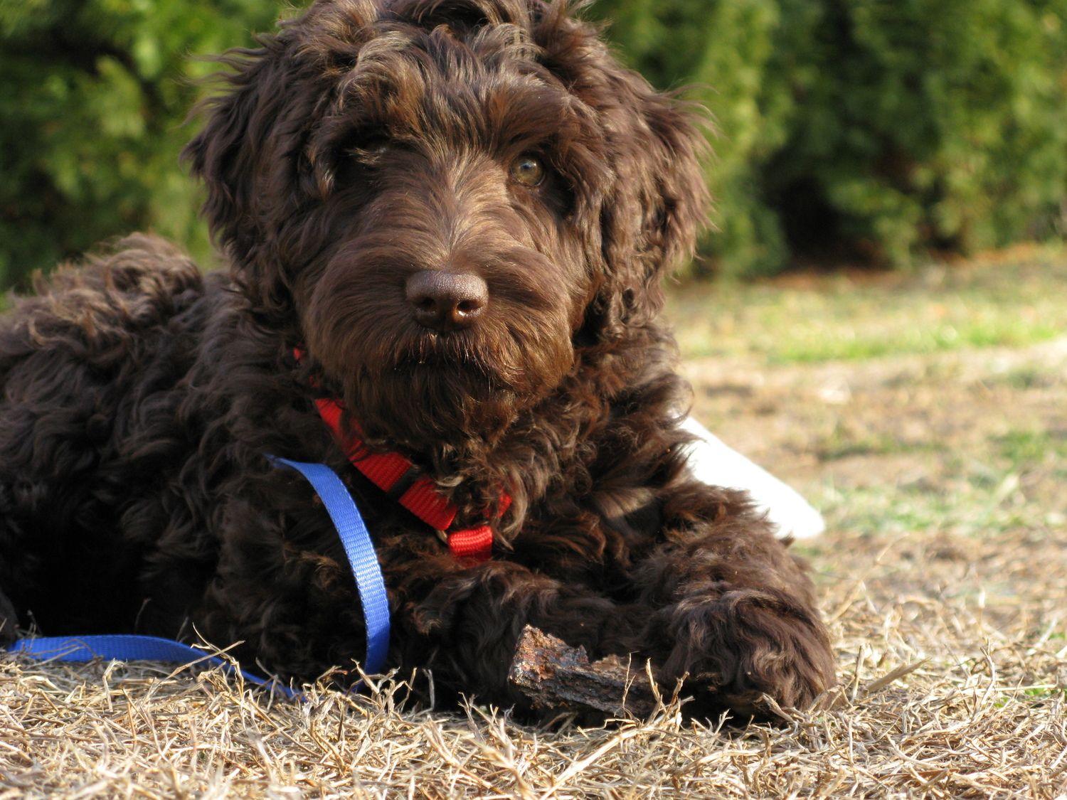 Australian Labradoodle Logo - Blackbird Labradoodles