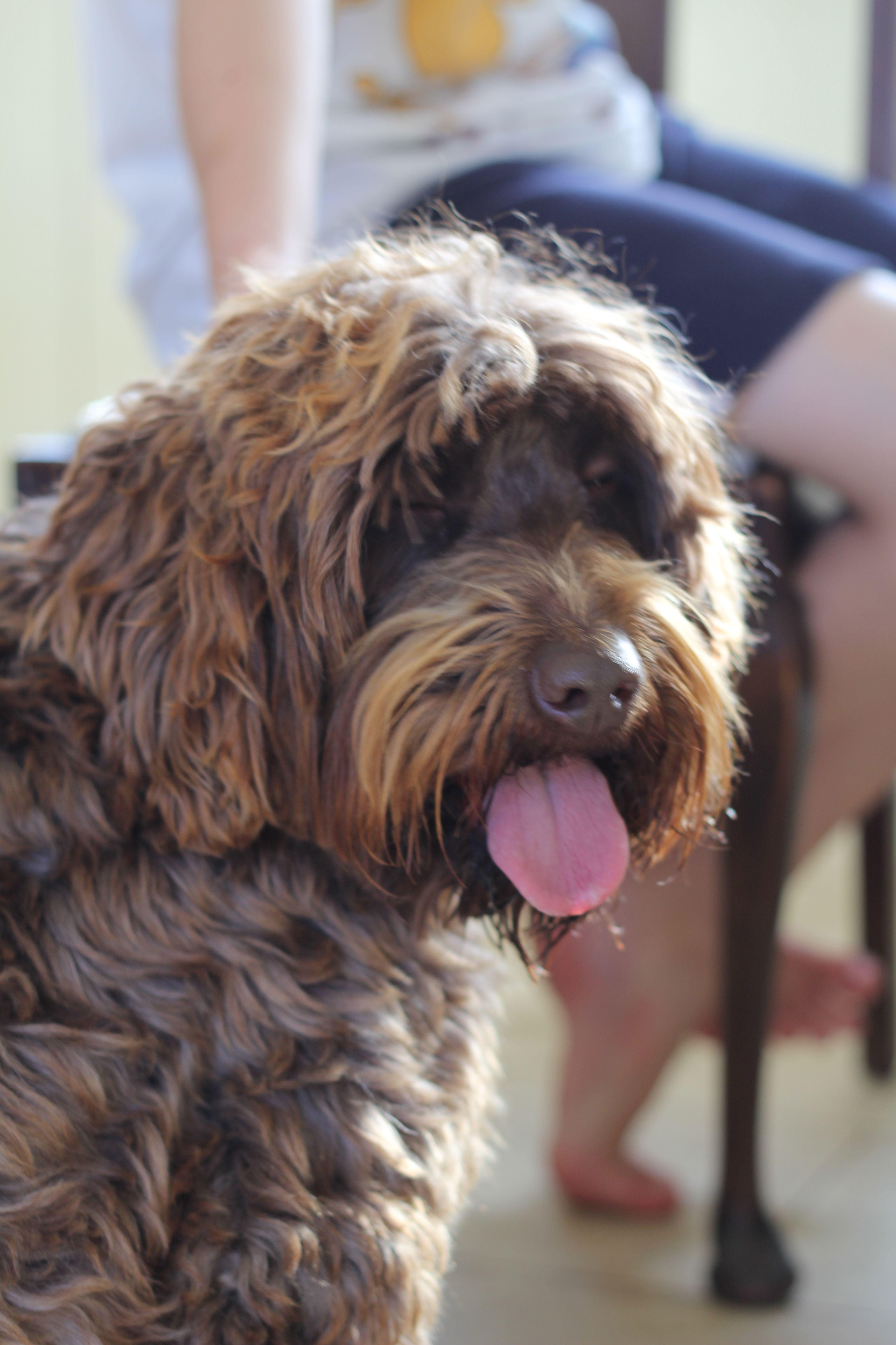 Australian Labradoodle Logo - Australian Labradoodle facts - Tora's Labradoodles