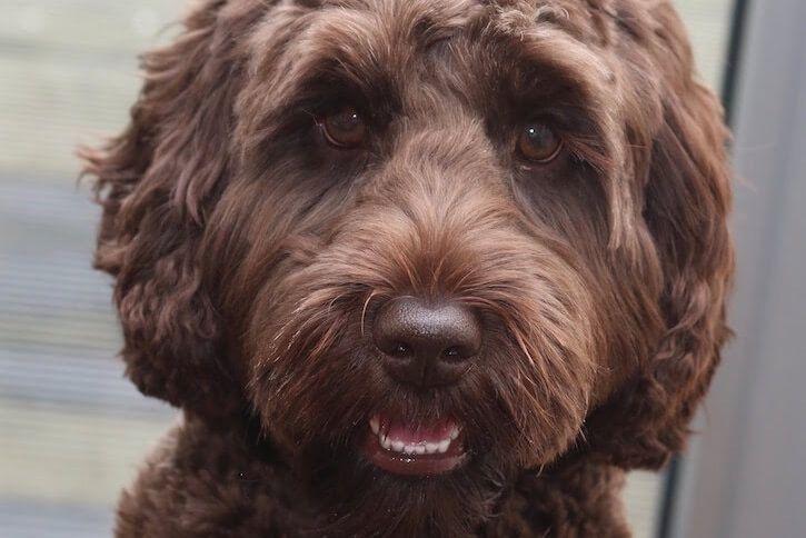 Australian Labradoodle Logo - Why Manor Lake Australian Labradoodles Recommend the Breed for Your ...