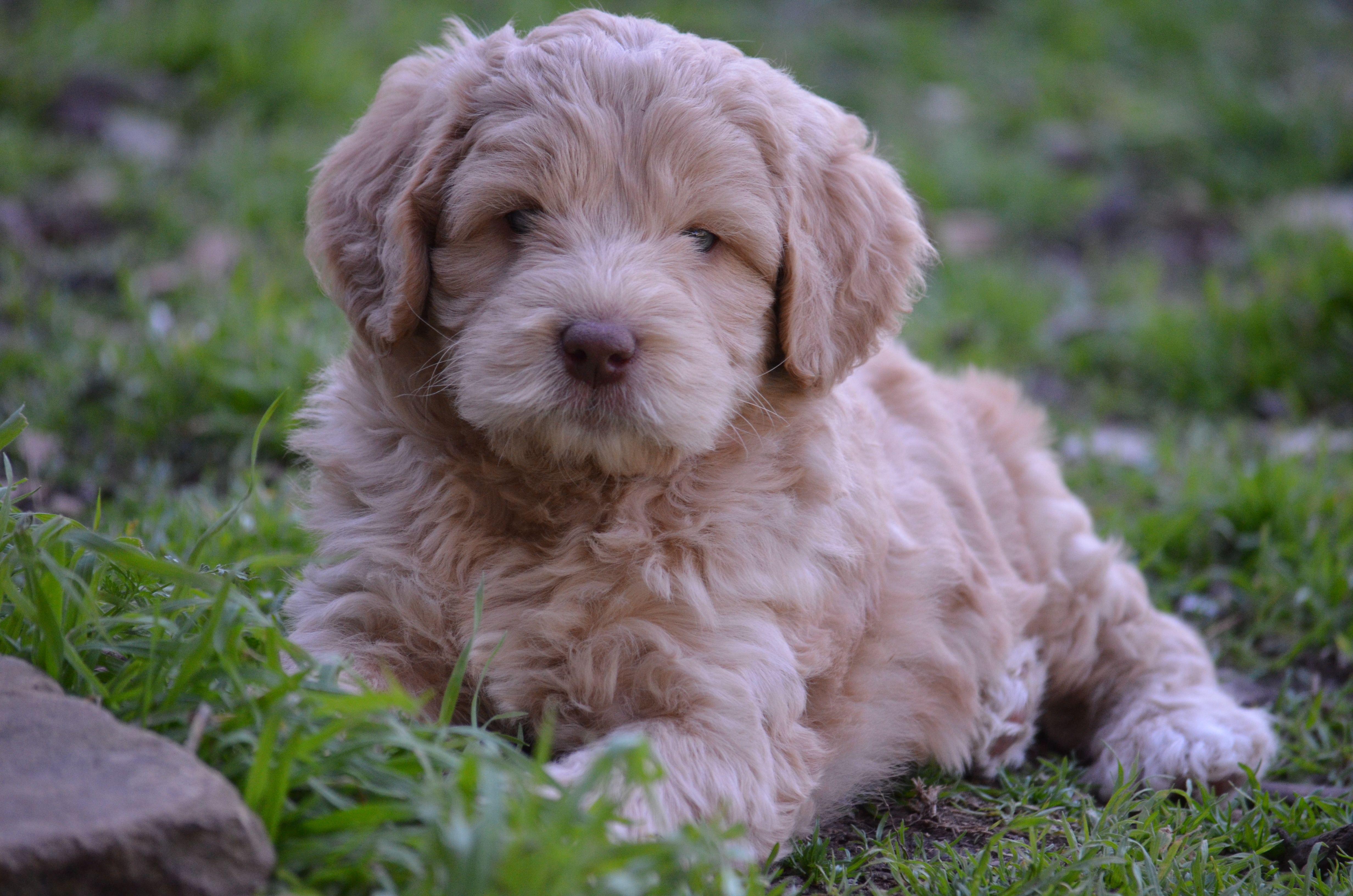 Australian Labradoodle Logo - Texas Labradoodles breeds ALAA registered multi-generational ...