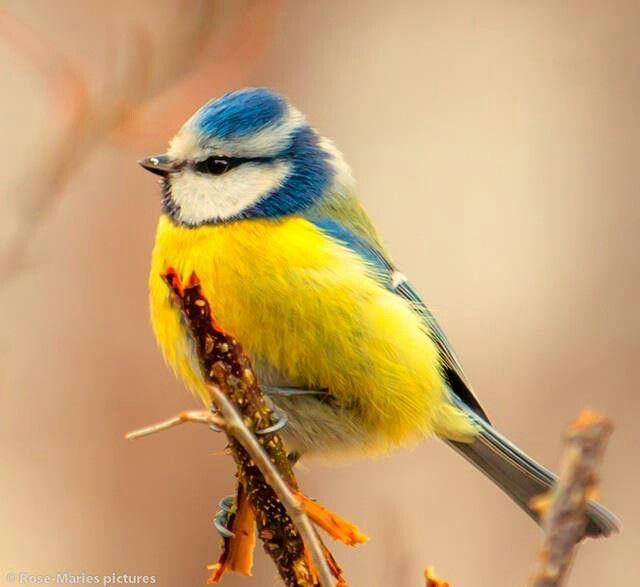 Yellow and Blue Bird Logo - blue tit yellow breasted bird with blue and white head | blue ...
