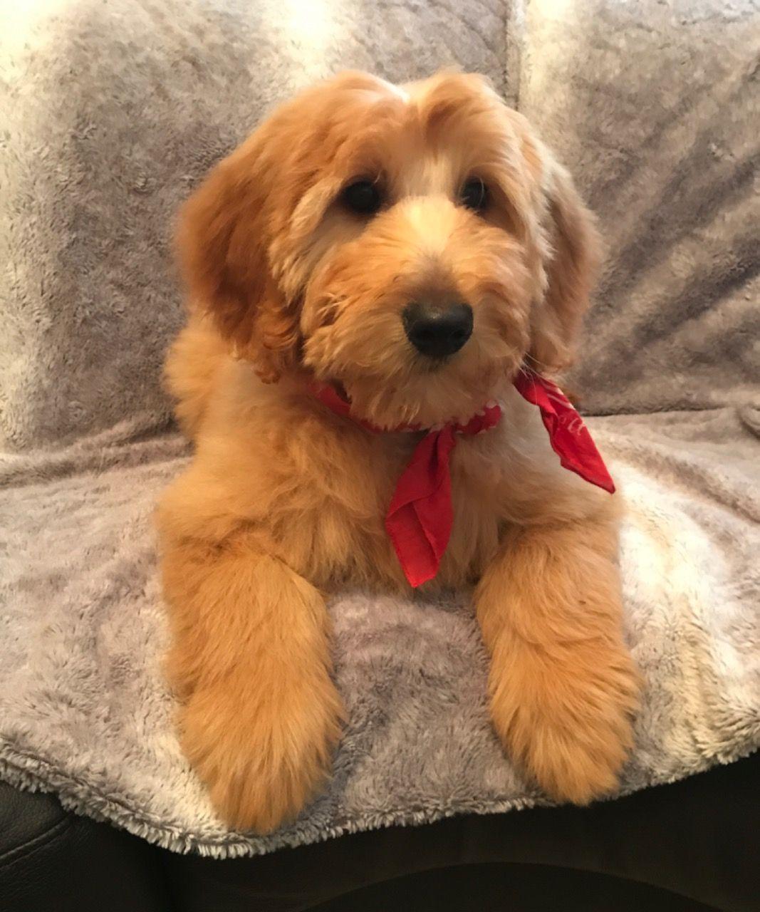 Australian Labradoodle Logo - Australian Labradoodle puppy | Rochdale, Greater Manchester | Pets4Homes