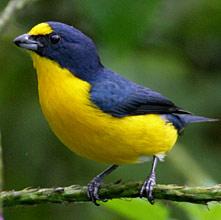 Yellow Blue Bird Logo - Yucatan Bird Guide List and Photo: Birding at Hacienda Chichen