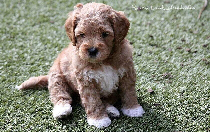 Australian Labradoodle Logo - Labradoodle Puppies for Sale: ALAA Certified Breeder | SCL