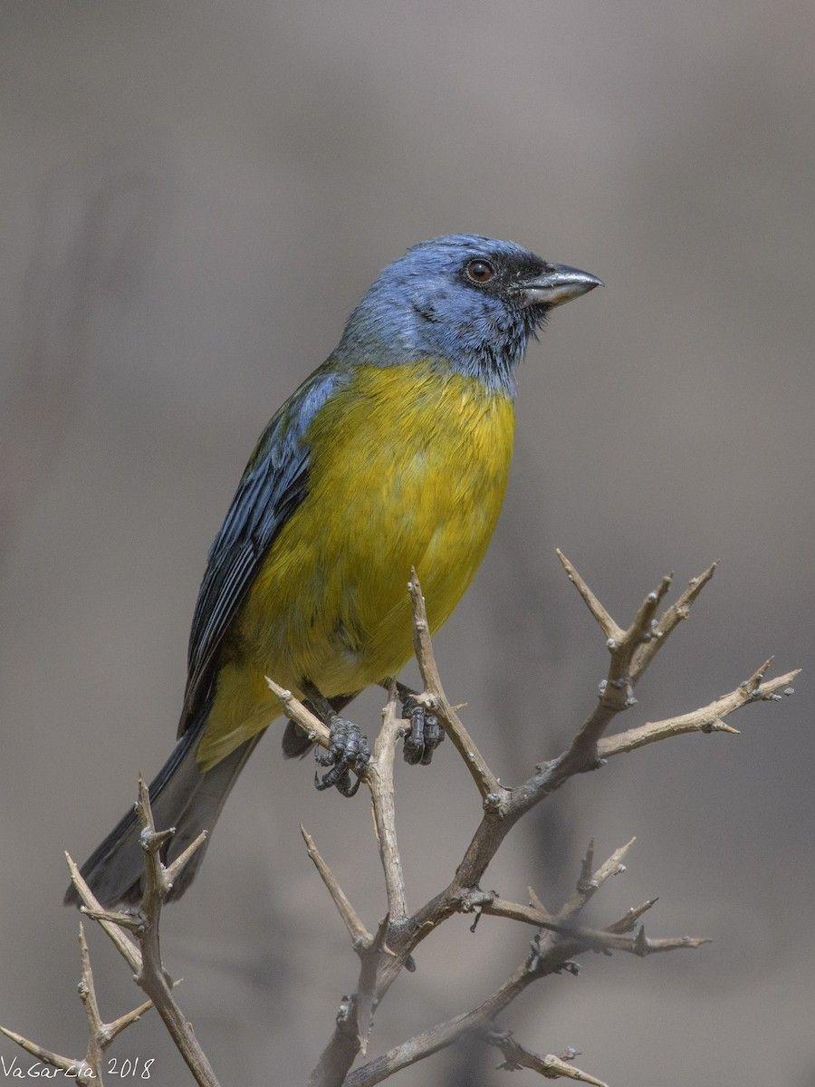 Yellow and Blue Bird Logo - Blue-and-yellow Tanager - Introduction | Neotropical Birds Online