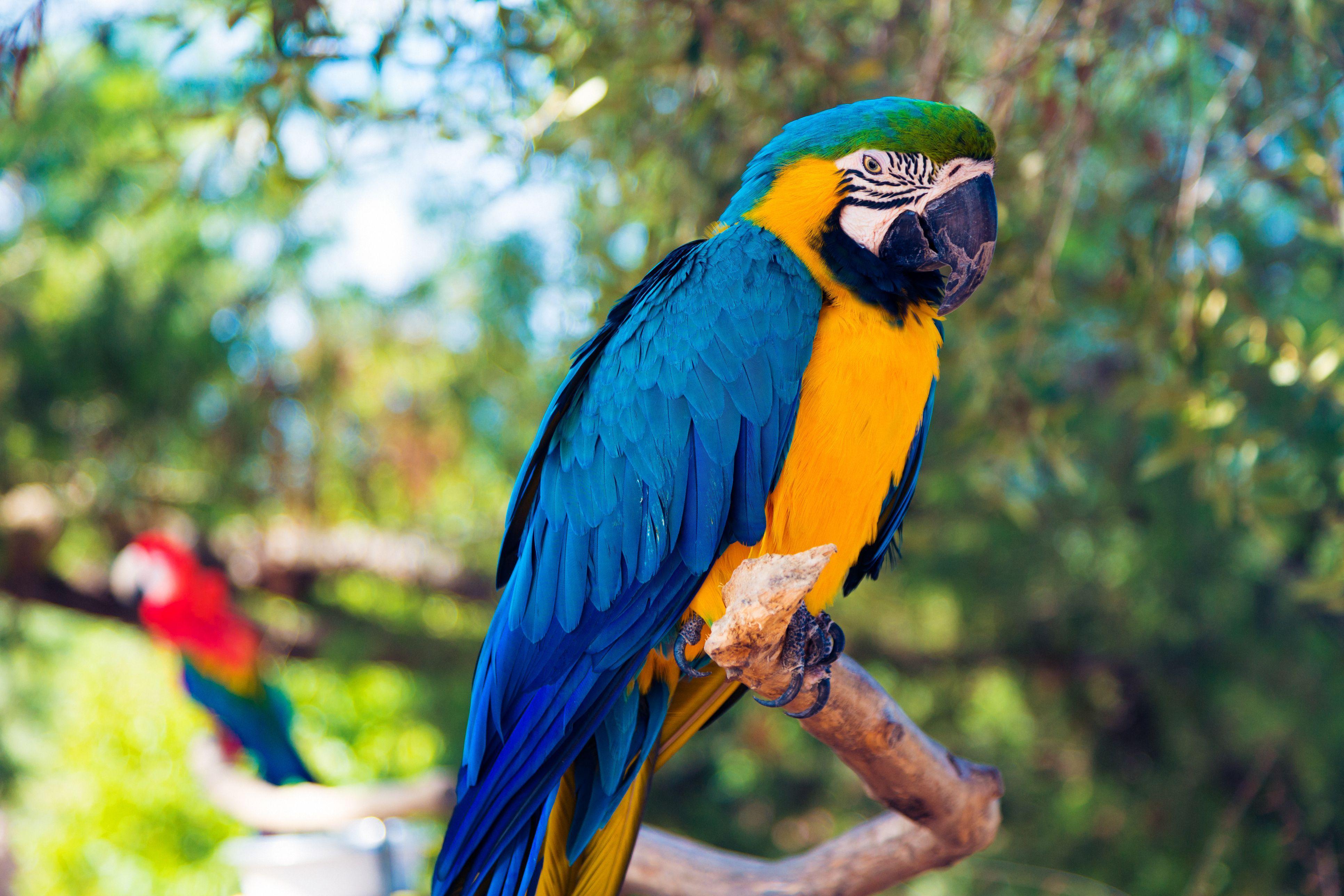 Yellow Blue Bird Logo - Bird Identification: Common Blue Parrot Species