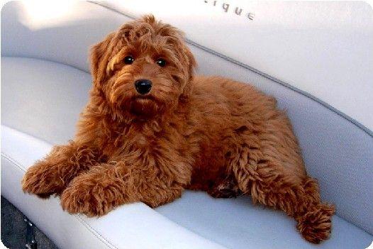 Australian Labradoodle Logo - Springville Labradoodles-Specializing in Red Labradoodles