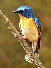 Yellow Blue Bird Logo - Tickell's blue flycatcher