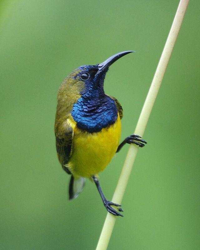 Yellow and Blue Bird Logo - Olive-backed sunbird