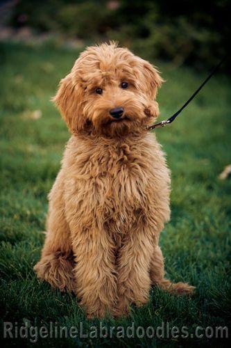 Australian Labradoodle Logo - Family Photo Album - Australian Labradoodles in red, apricot, cream ...