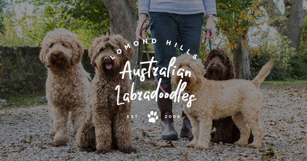 Australian Labradoodle Logo - Lomond Hills Labradoodles - Australian Labradoodle Puppies for Sale