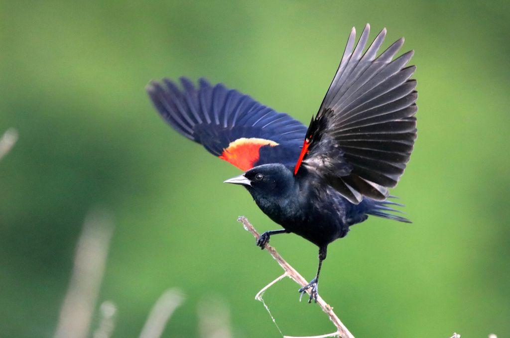 Bird with Red Circle Airline Logo - RED-WINGED BLACKBIRD takes flight at Circle B Bar Reserve,… | Flickr