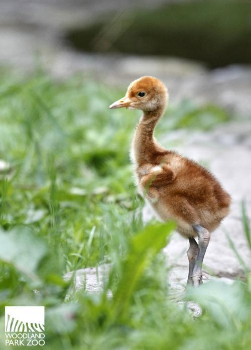 Crane Red Logo - Severely endangered' red-crowned crane chick born at Seattle zoo | KNKX