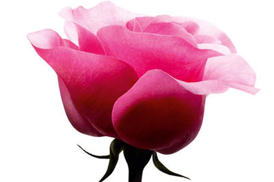 Lancome Rose Logo - La rose Lancôme célèbre ses 40 ans