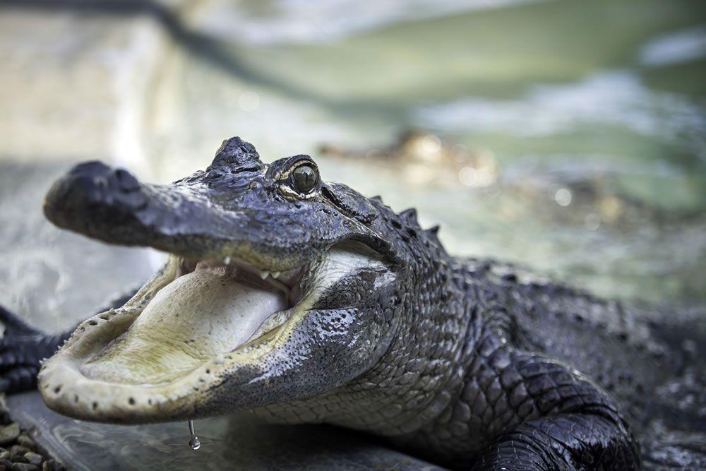 Happy Alligator Logo - Hold A Gator | The Gator Chateau