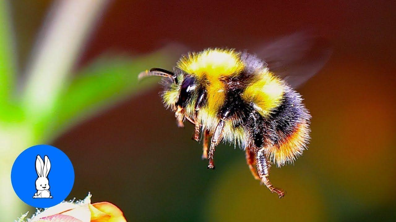 Cute Bumble Bee Logo - Giant Furry Bumblebees - CUTE Compilation - YouTube
