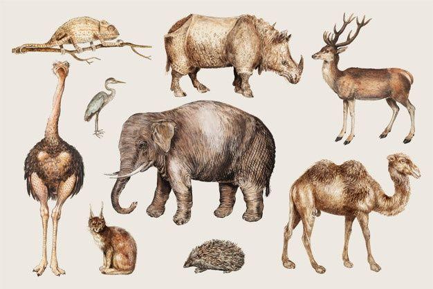 Safari Animals Logo - Animals vectors, +95,000 free files in .AI, .EPS format