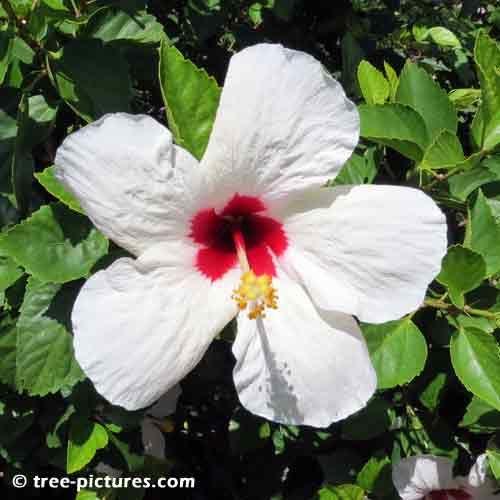 White with Red Center Logo - Hibiscus Picture, Large White Hibiscus Flower with Red Center