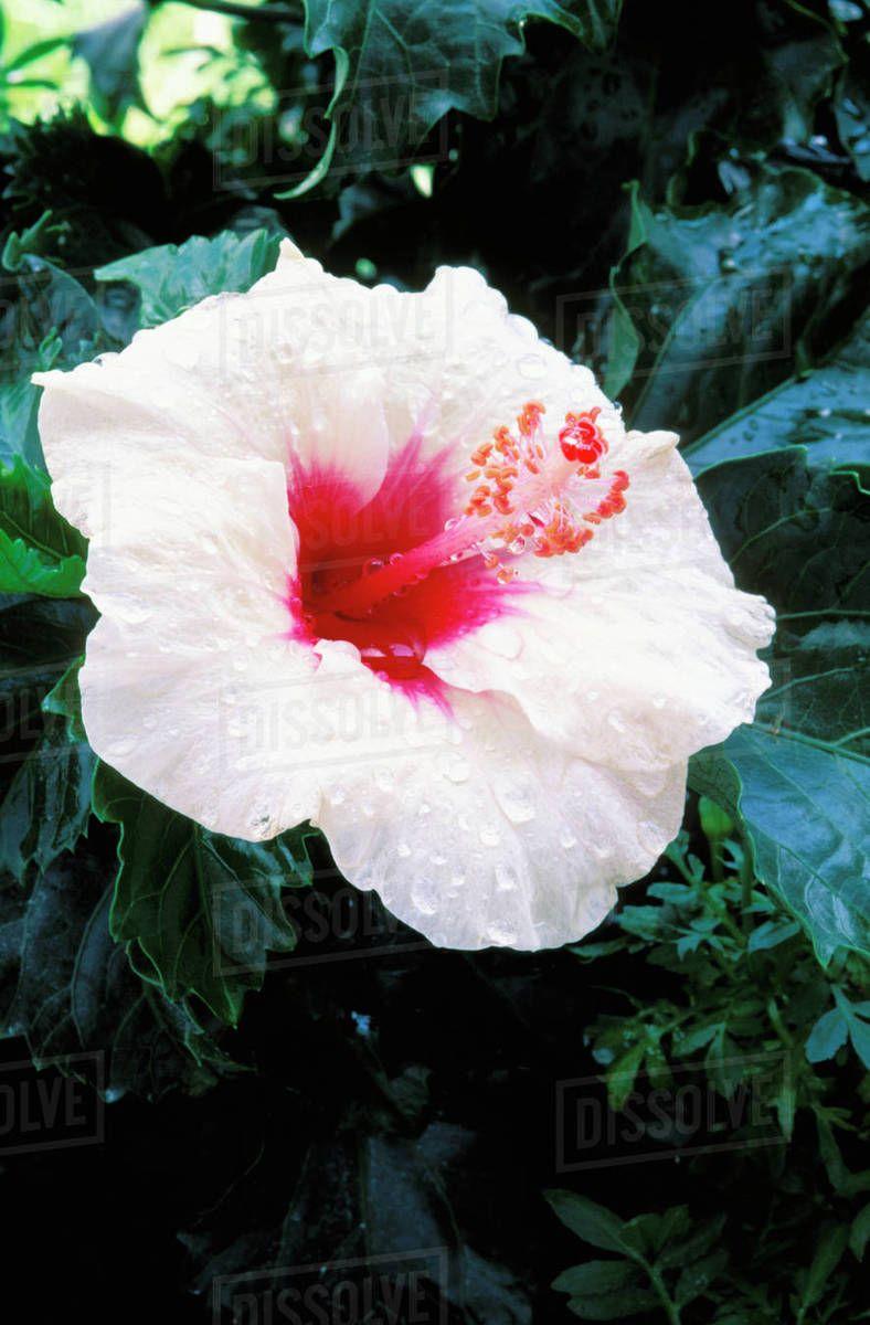 White with Red Center Logo - New Jersey, Somers Point, White Hibiscus With Red Center Covered