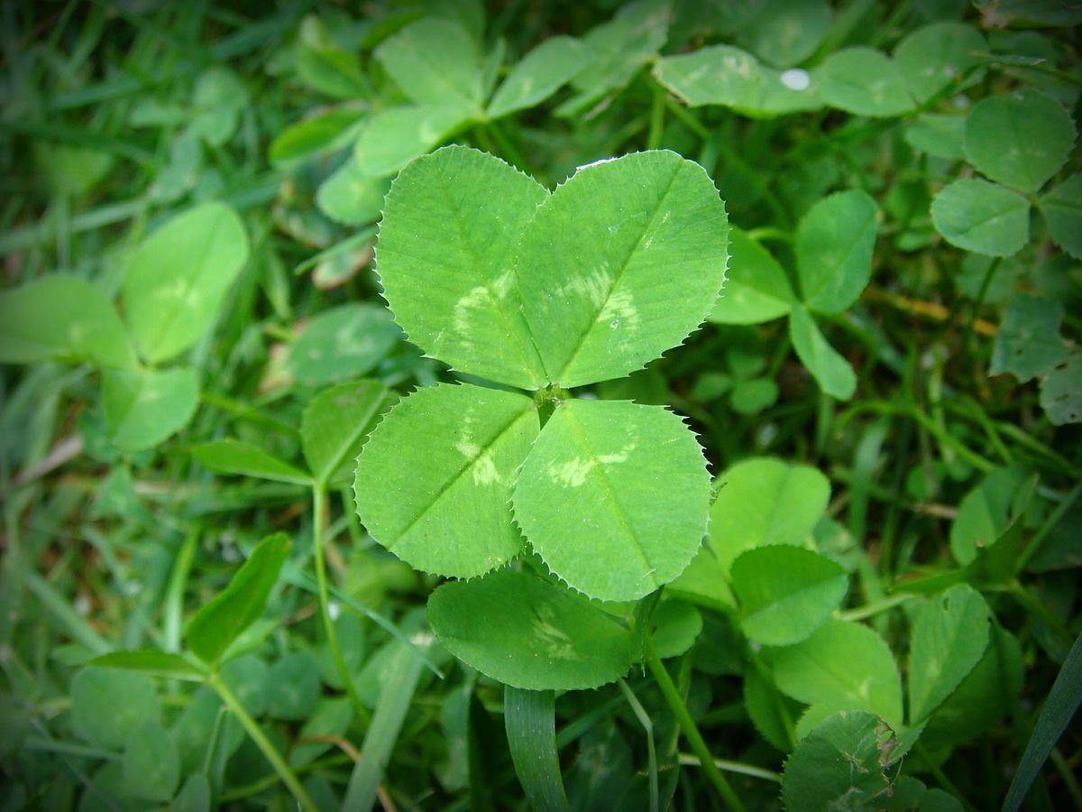 Green 3 Leaf Clover Logo - Four Leaf Clover