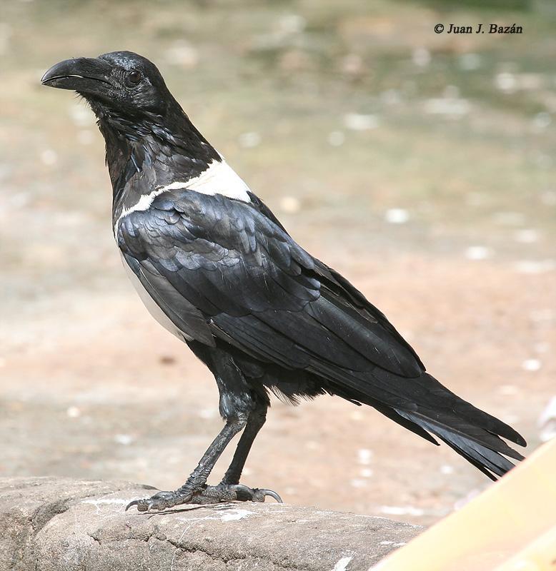 Cuervos Bird Logo - Pied Crow (Corvus albus) Cuervo pio africano, Cachicaly, Serrekunda