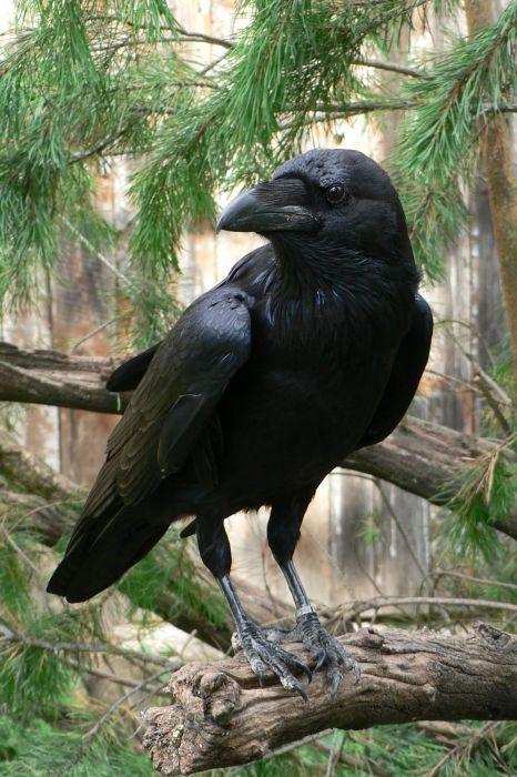 Cuervos Bird Logo - Corvid | Crow | Raven | La Corneille | Il Corvo | 烏 | El Cuervo ...