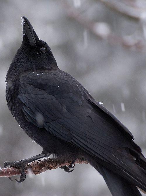Cuervos Bird Logo - cuervo. I love crows. Crows, Ravens and Crows ravens