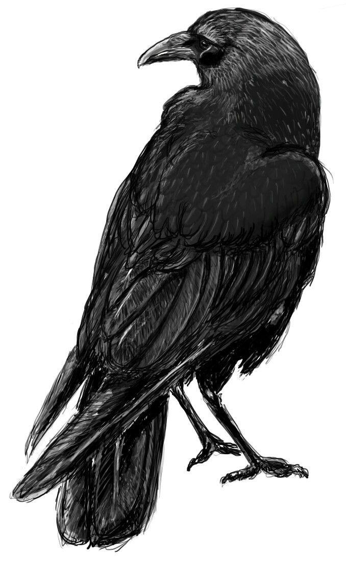 Cuervos Bird Logo - Magical. Cuervo dibujo