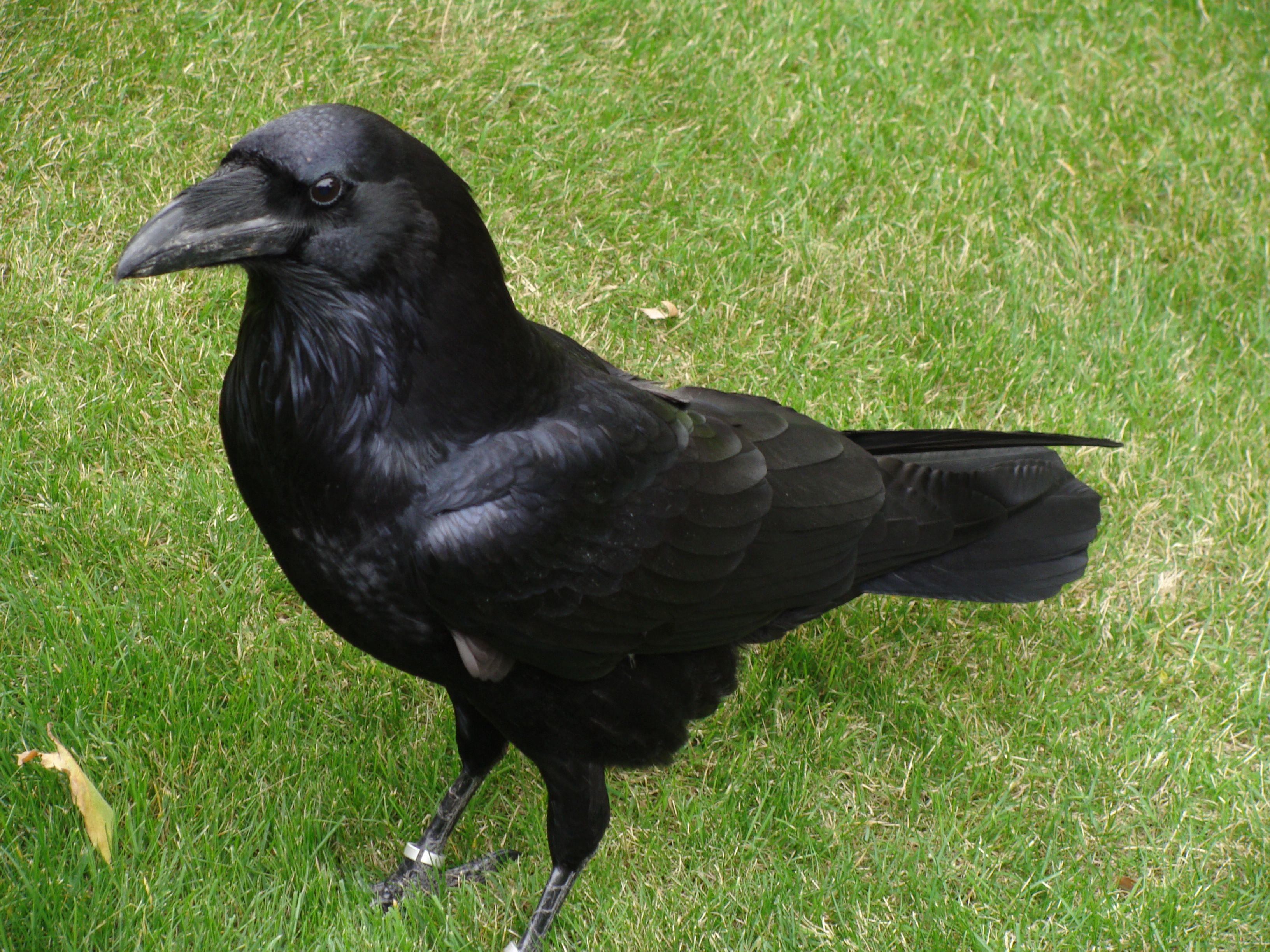 Cuervos Bird Logo - Common raven