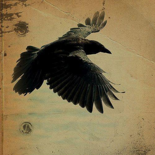 Cuervos Bird Logo - SALE-Raven Black Bird Steampunk Halloween Wood Gold
