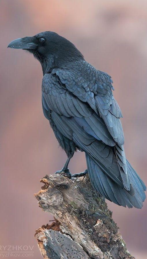 Cuervos Bird Logo - Cuervo grande Raven Corbeau. Birds