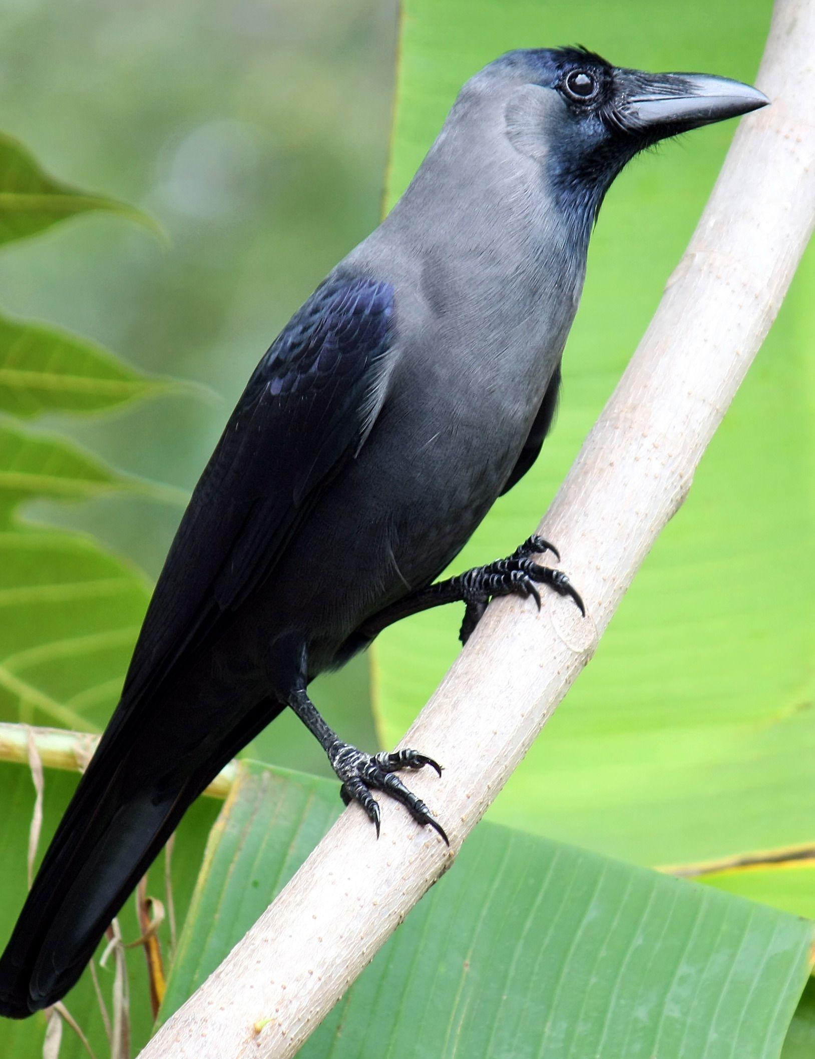 Cuervos Bird Logo - El cuervo casero o cuervo indio (Corvus splendens) es una especie de