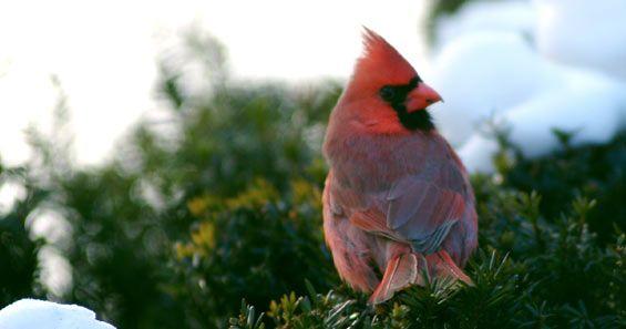 Red Bird Head Logo - Wild Bird Profile: Cardinal