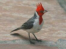 Red Bird Head Logo - Red-crested cardinal