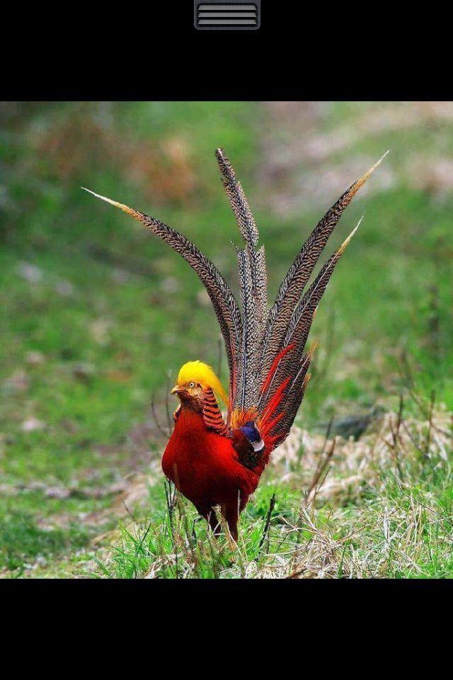 Red Bird Head Logo - Yellow head red body bird | MY LOVE OF BIRDS | Pinterest | Beautiful ...
