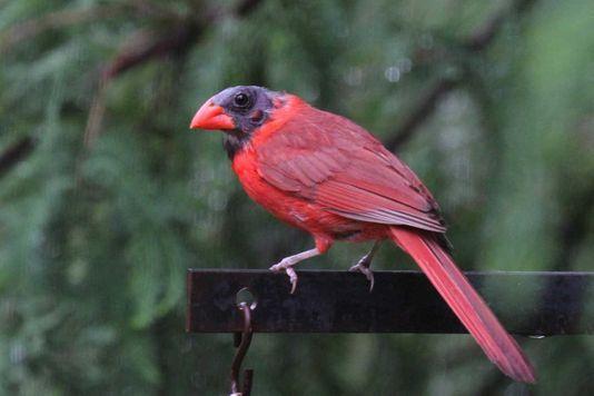Red Bird Head Logo - For the Birds: How do cardinals get 'black' heads?