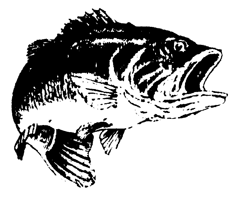 Black and White Bass Logo - Bass Fishing Facts You Need to Know