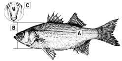Black and White Bass Logo - Bass Comparison and Identification