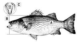 Black and White Bass Logo - Bass Comparison and Identification — Texas Parks & Wildlife Department