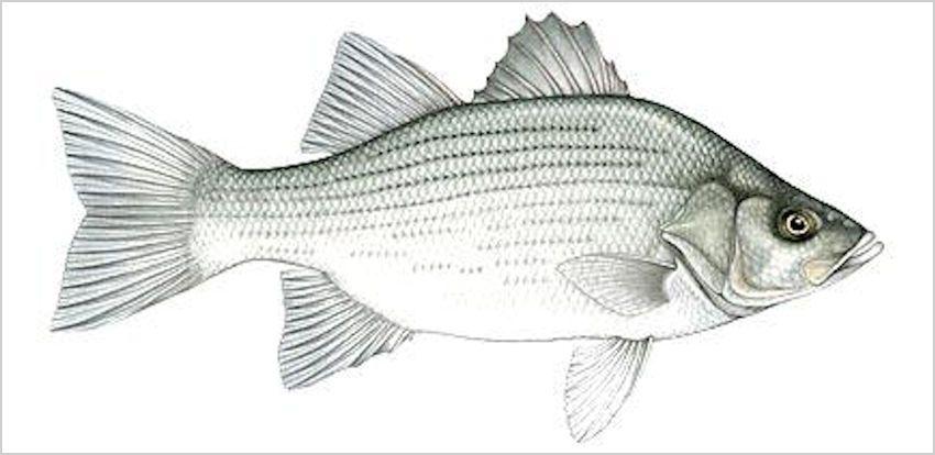 Black and White Bass Logo - White Bass Fish Species - Dan Barnetts Guaranteed Fishing
