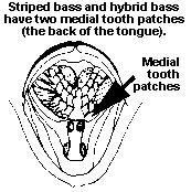 Black and White Bass Logo - Identification Of White Bass, Striped Bass and Hybrid Bass