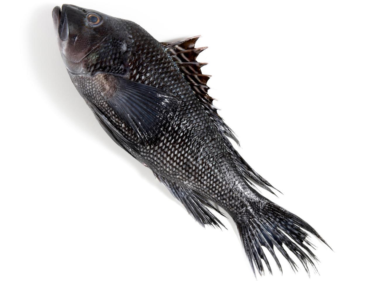 Black and White Bass Logo - A Guide to Buying and Cooking Sea Bass : Recipes and Cooking : Food ...
