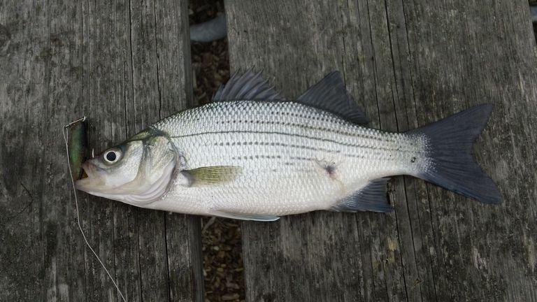 Black and White Bass Logo - Fishing for White Bass in Lakes