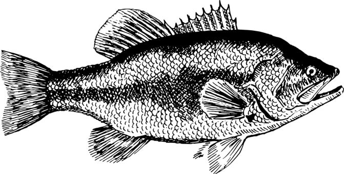 Black and White Bass Logo - Largemouth bass White bass Smallmouth bass Bass fishing free