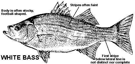 Black and White Bass Logo - Identification Of White Bass, Striped Bass and Hybrid Bass