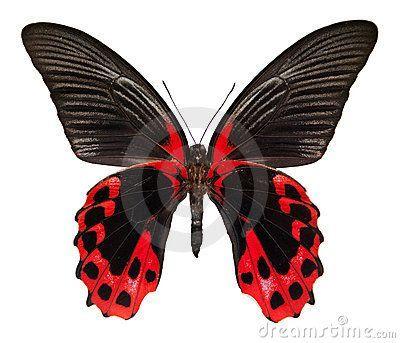 Red and Black Butterfly Logo - butterfly. Butterflies. Butterfly, Moth and Insects