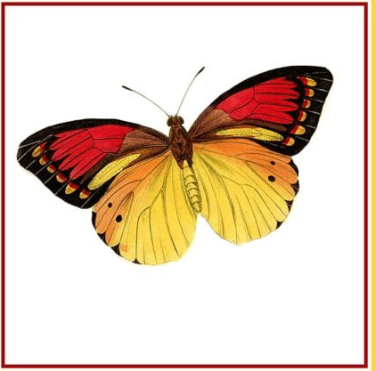 Red and Black Butterfly Logo - Red And Black Butterfly PNG Transparent Red And Black Butterfly.PNG ...