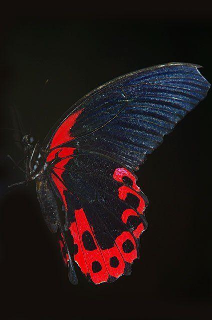 Red and Black Butterfly Logo - Mormon Stuff - Yeah! #LDS #MormonLink #Mormon | Butterfly ...