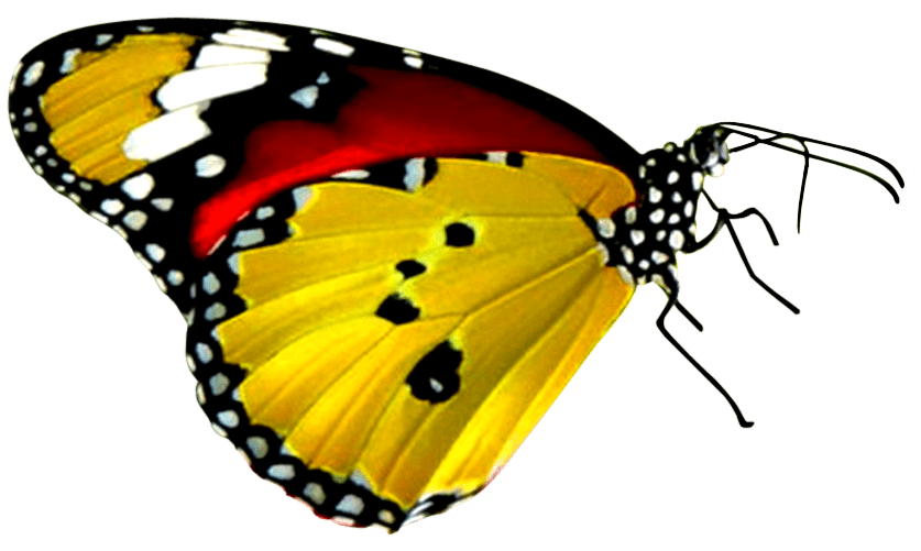 Red and Black Butterfly Logo - Red And Yellow Butterfly Logo - Best Image Of Butterfly Imagevet.Co